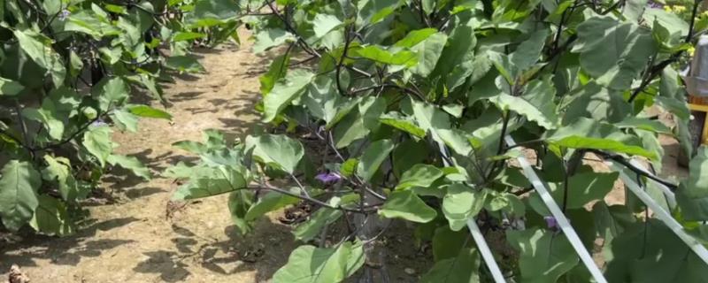 露地茄子剪枝再生栽培技术，种茄子为什么要剪叶