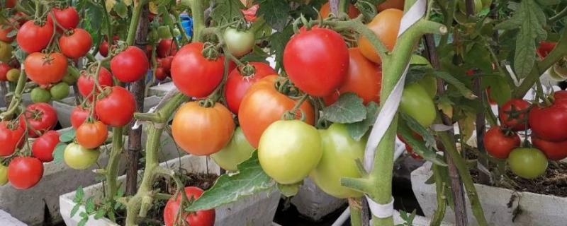如何防治西红柿钻心虫，附危害症状 怎样防止西红柿钻心病虫害