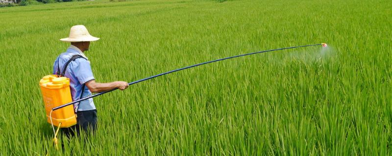 除草剂打过多久下雨没事，打除草剂湿地好还是干地好