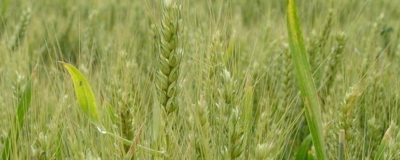 济麦44小麦品种介绍（济麦44小麦品种介绍及图片）