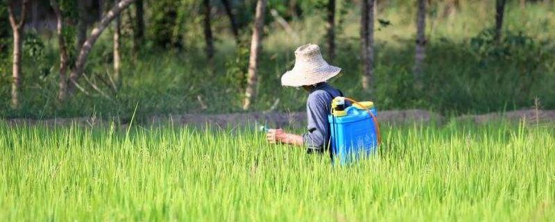 水稻移栽前用什么药剂，移栽后几天开始返青