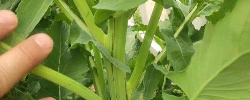 油菜开花期施什么肥,杆开裂是什么原因