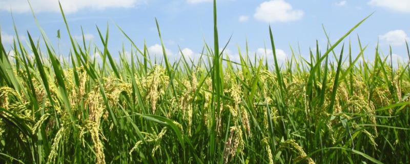 绥粳106水稻种子的主要特征，附简介（绥粳106水稻种子介绍）