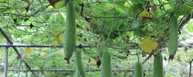 如何使节瓜多结瓜，种植多久可收获（节瓜的种植技术及管理）