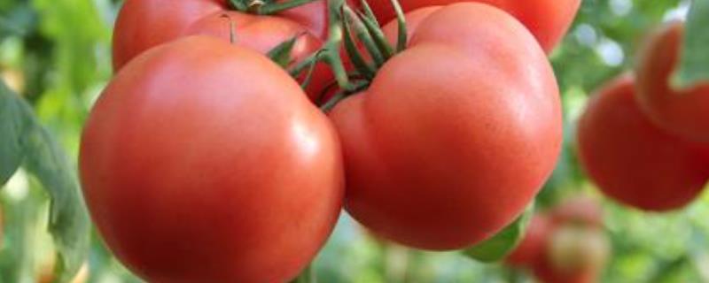 蕃茄栽培技术，种植多久可以上市 番茄种植几个月成熟