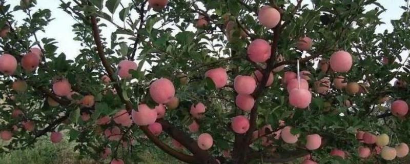 苹果亩产量一般多少斤，附种植方法（苹果每亩产量多少斤）
