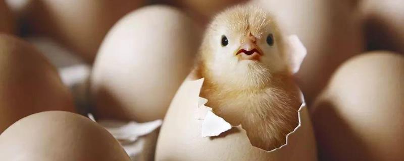 鸡胚是什么，适宜的孵化温度是多少 鸡胚孵化的基本条件