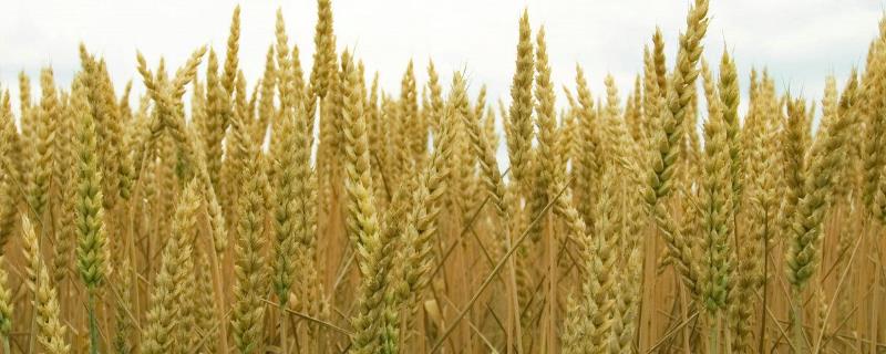 中信麦78号小麦品种介绍 中信麦78小麦品种简介