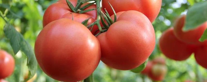 西红柿种植技术，怎样育苗 怎样培育西红柿苗技术