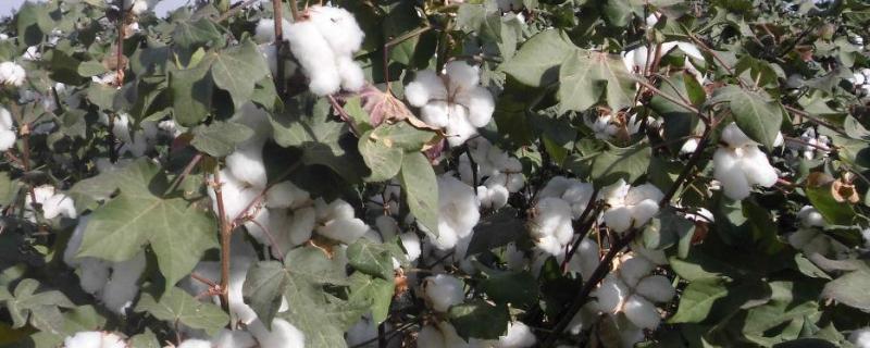 棉花种植时间和方法，附区位条件 棉花种植技术宝典