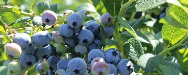 蓝莓种植条件和区域，附种植技术 蓝莓种植技术及条件