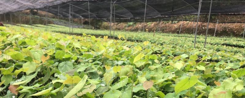 大棚药材种植项目 大棚药材种植项目哪种最好