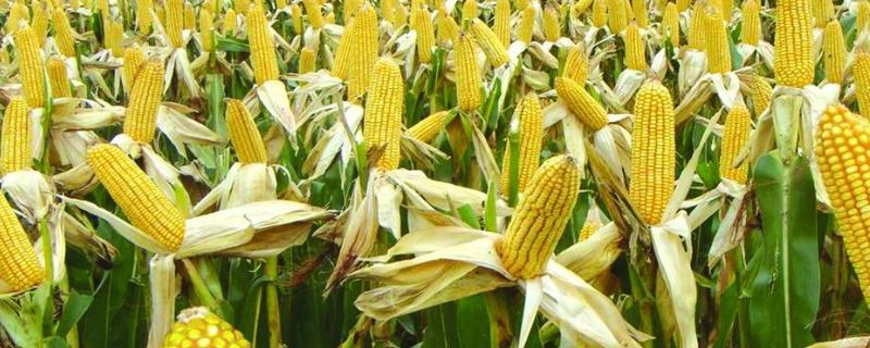 2021年高产玉米品种（2021年高产玉米品种审定的有些）