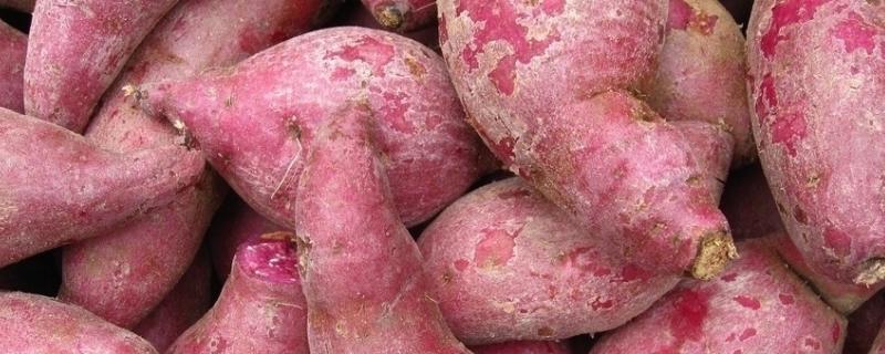 甘薯用什么繁殖，和红薯有什么分别 甘薯繁殖后代的方式属于哪一种