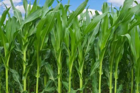 兆育11玉米种介绍