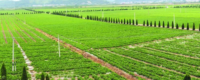 农业是第几产业?河谷农业主要分布在（河谷农业属于农业地域类型吗）