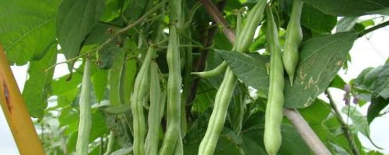 豆类蔬菜落花落荚的原因及防治措施,豆类蔬菜有哪些品种