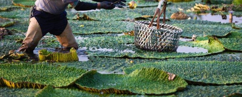 鸡头米几月份上市,与芡实有什么区别