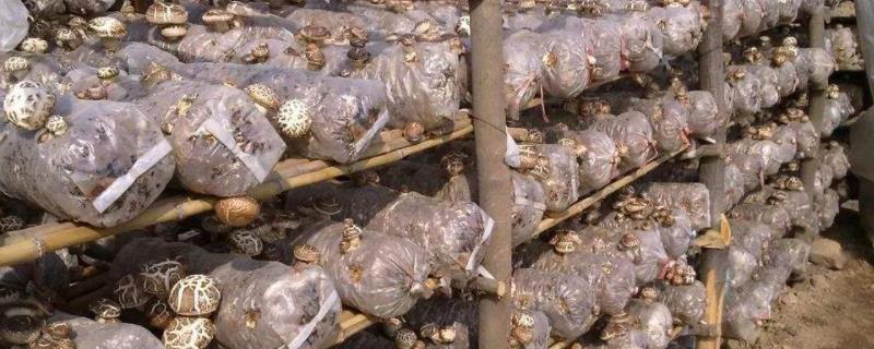 香菇菌棒太硬不出菇咋办,第一茬出完后怎样养菌