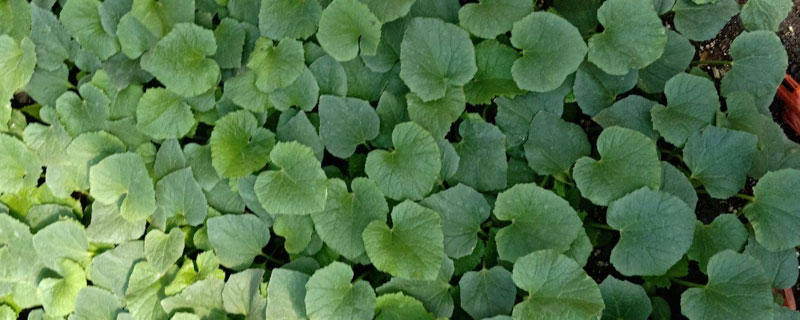 尿放多久可以做肥料，多久可以浇菜 尿液放多久可以做肥料