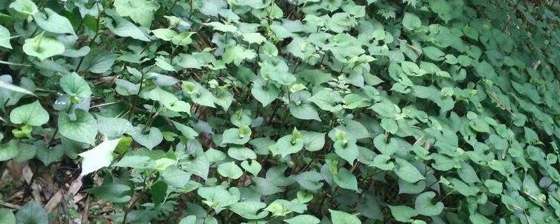 鱼腥草种20亩多少本钱,对土壤有什么要求