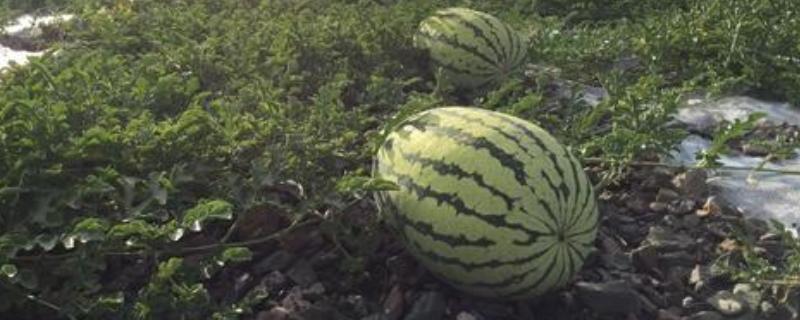 中卫西瓜产地在什么地方，品种介绍（中卫西瓜产地在什么地方,品种介绍图片）