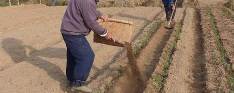 基肥是什么肥料,在什么时期施入较好?与有机肥有什么区别