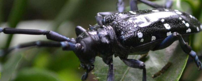 简要说明天牛类林木蛀干害虫防治的林业措施,什么农药能消灭天牛幼虫