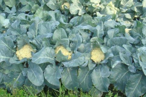 一年四季的农事有什么