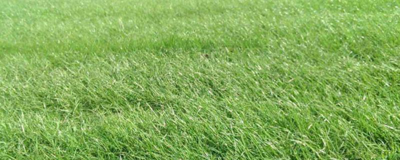 一亩黑麦草能养几只羊，一年生黑麦草和多年生黑麦草哪个好