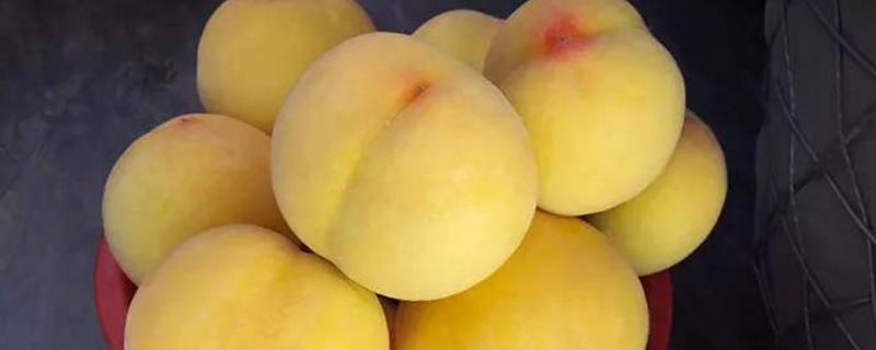 奉贤黄桃上市时间2020，品种特点 奉贤黄桃何时上市