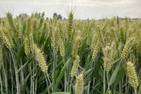 春天做的农事都有什么