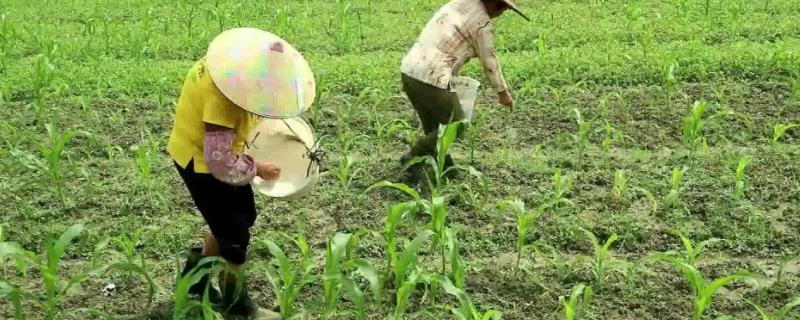 硝硫基肥效多少天，适合什么作物（硝硫基肥效多少天,适合什么作物种植）