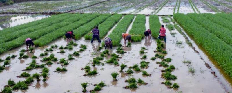 春季有哪些农活(春季干什么农活)