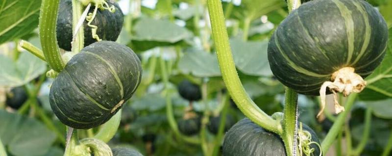 贝贝瓜的种植说明,种植时间和方法