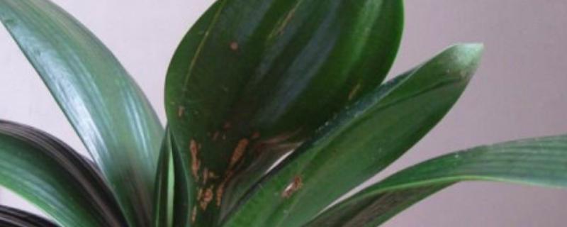 锈斑病怎么治,附君子兰葡萄树多肉植物的防治方法