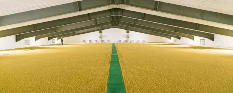 粮仓怎么防虫防潮湿?,放什么药不生虫?稻谷有飞蛾怎样消灭?