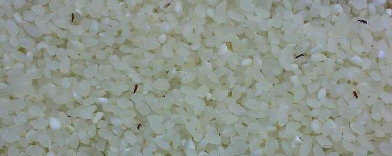 米生虫了怎么办?如何预防大米生虫?,怎样储存才能防潮防霉