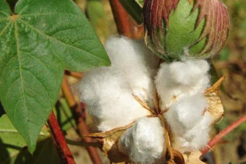 一年四季的农事有什么