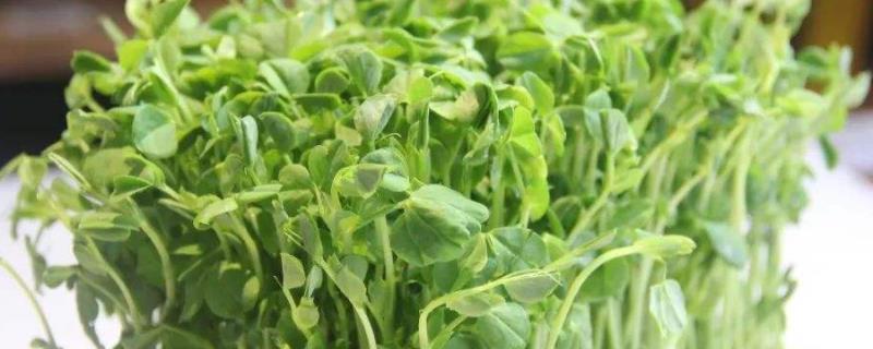 豆苗是用什么豆长出来的,长在哪种土壤中好