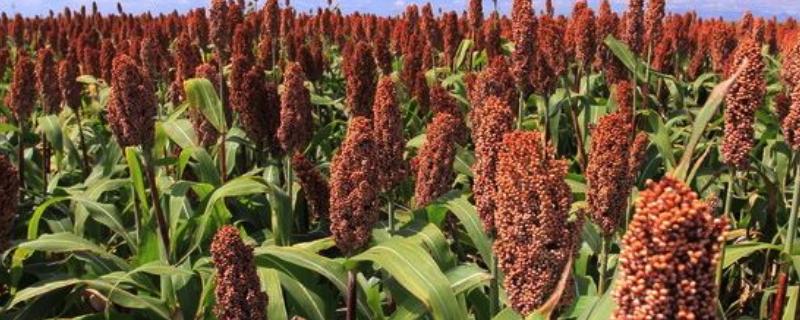 高梁米一亩地多少产量，什么时间种（高粱亩产能产多少斤）