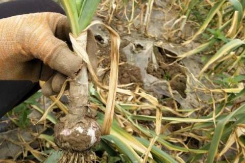 一年四季的农事有什么