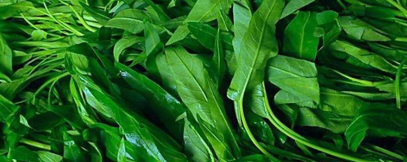 蕹菜是空心菜吗,在哪些地方适合种植
