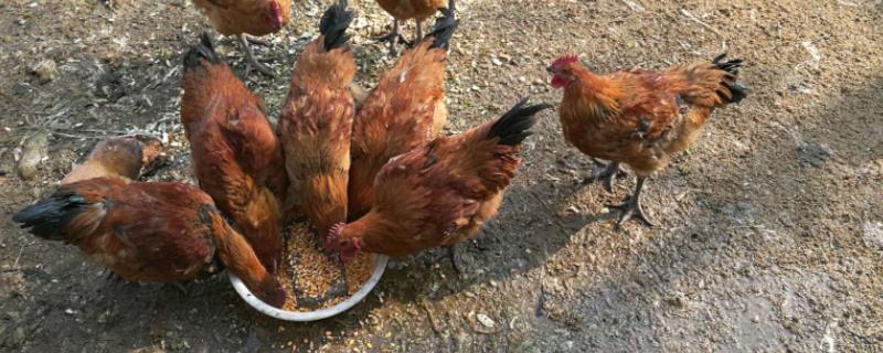 酒糟能喂鸡鸭吗，有什么好处（酒糟喂鸡鸭好不好）