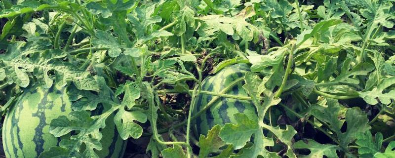 西瓜种植技术西瓜藤蔓怎么管理? 西瓜种植技术西瓜藤蔓怎么管理视频