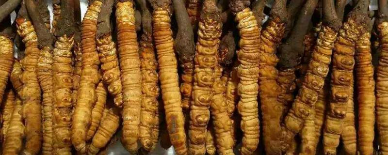 适合懒人种植的经济作物 懒人农作物有哪些