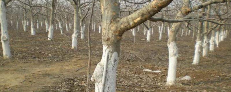 石硫合剂涂白剂最佳配方,怎么使用 石硫合剂使用比例