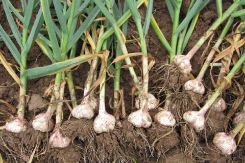 一年四季的农事有什么