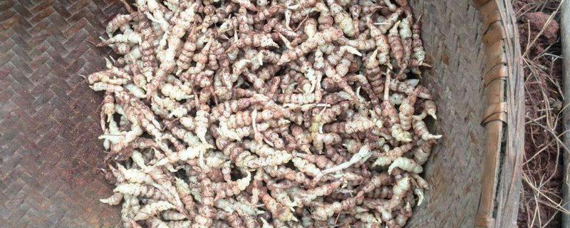 地牯牛怎么种植，是什么东西 地牯牛植株