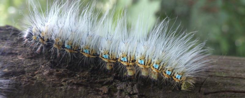 毛毛虫种类,是益虫还是害虫 小毛虫是害虫还是益虫